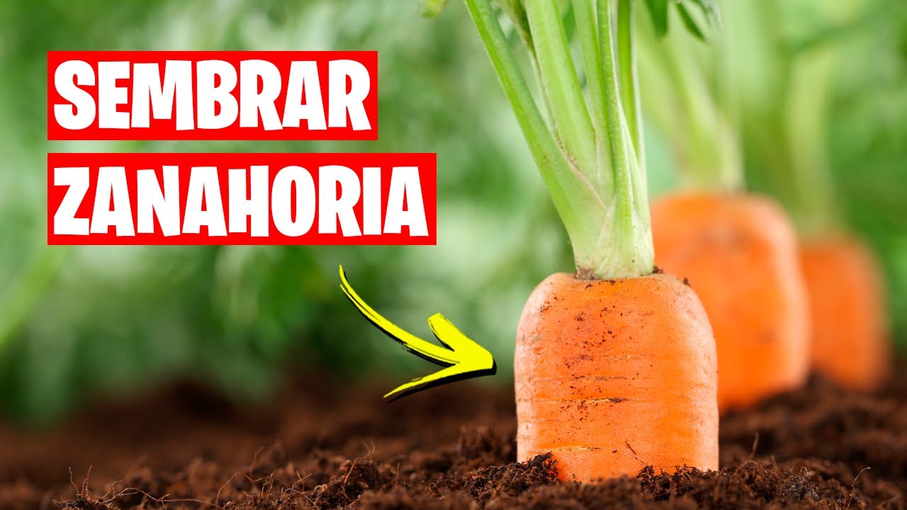 Como sembrar Zanahorias 🥕 Huerto Urbano Paso a Paso | La Huerta de Ivan