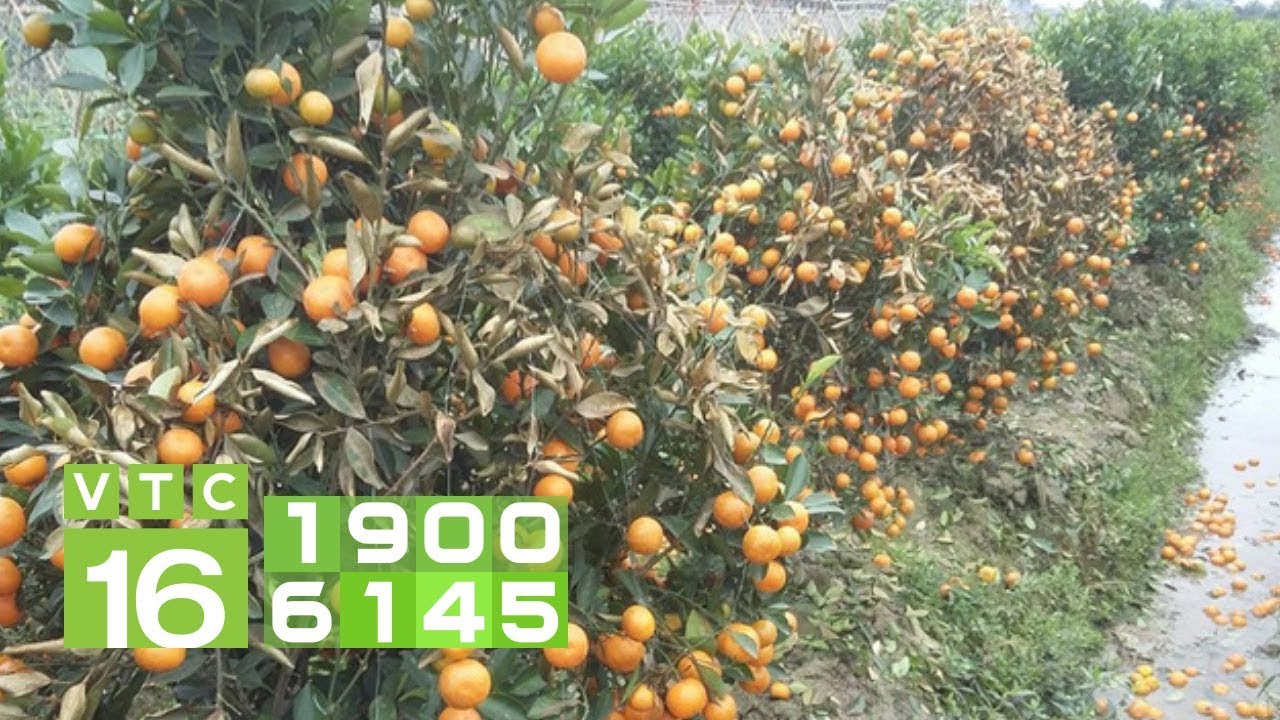 Khắc phục hiện tượng quả quất gần chín và rụng | VTC16