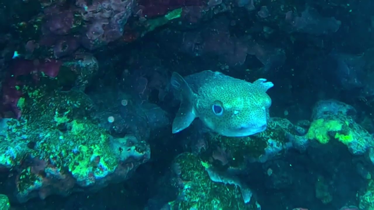 Cyclichthys spilostylus