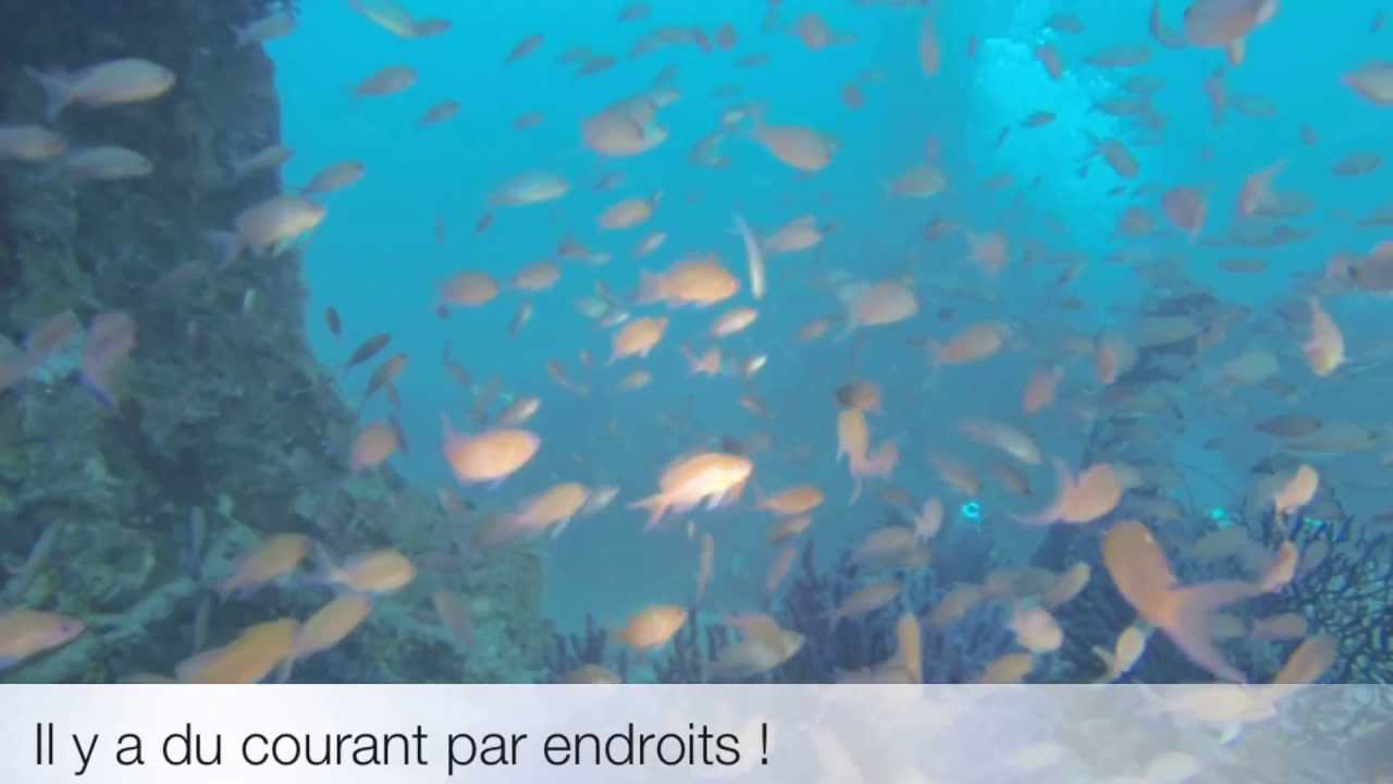 Le Donator, juin 2013 (HD)