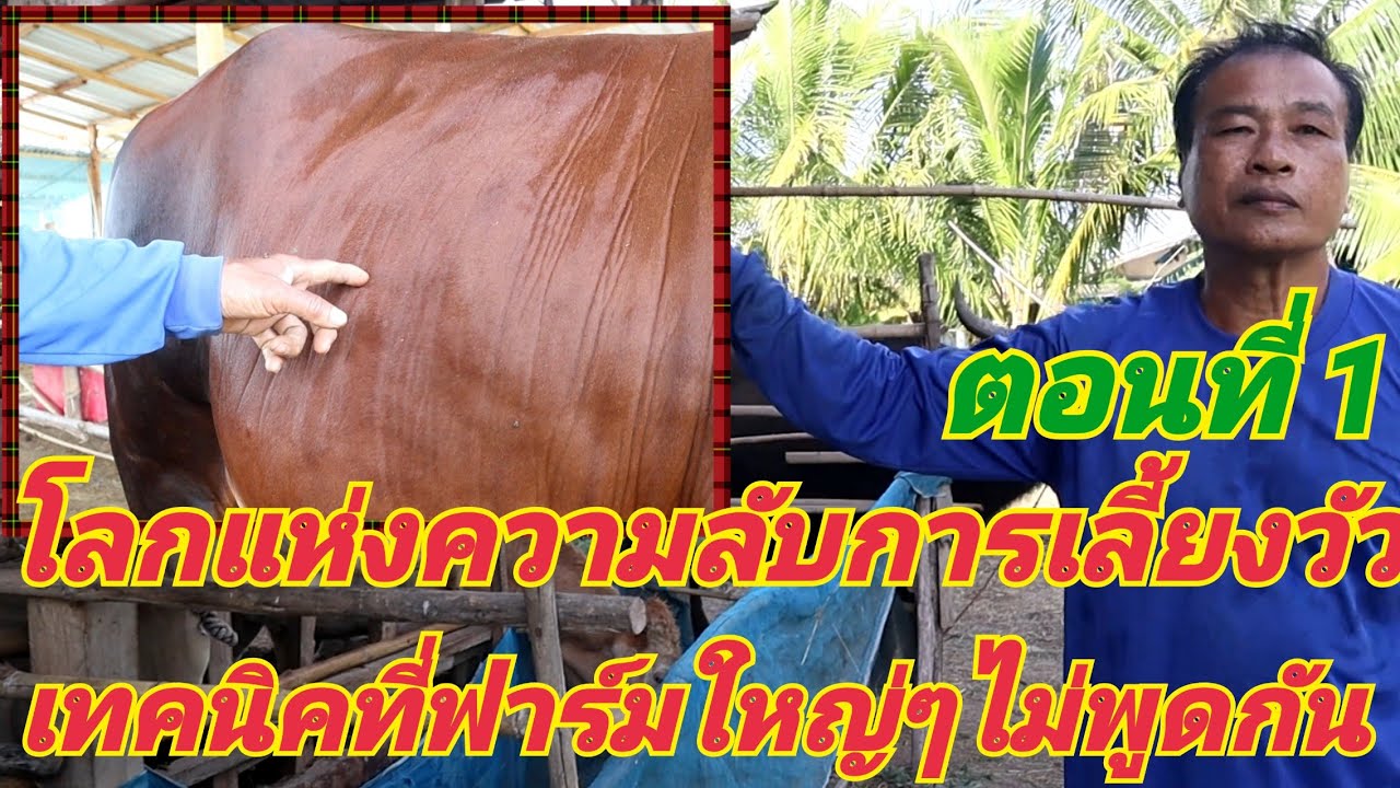 สิ่งที่คนเลี้ยงวัวควรทราบ วิธีให้อาหารที่ถูกต้อง ส่าใหญ่คืออะไร กระแสตามกระแสแบบไหนถึงจะรอด ງົວ วัว