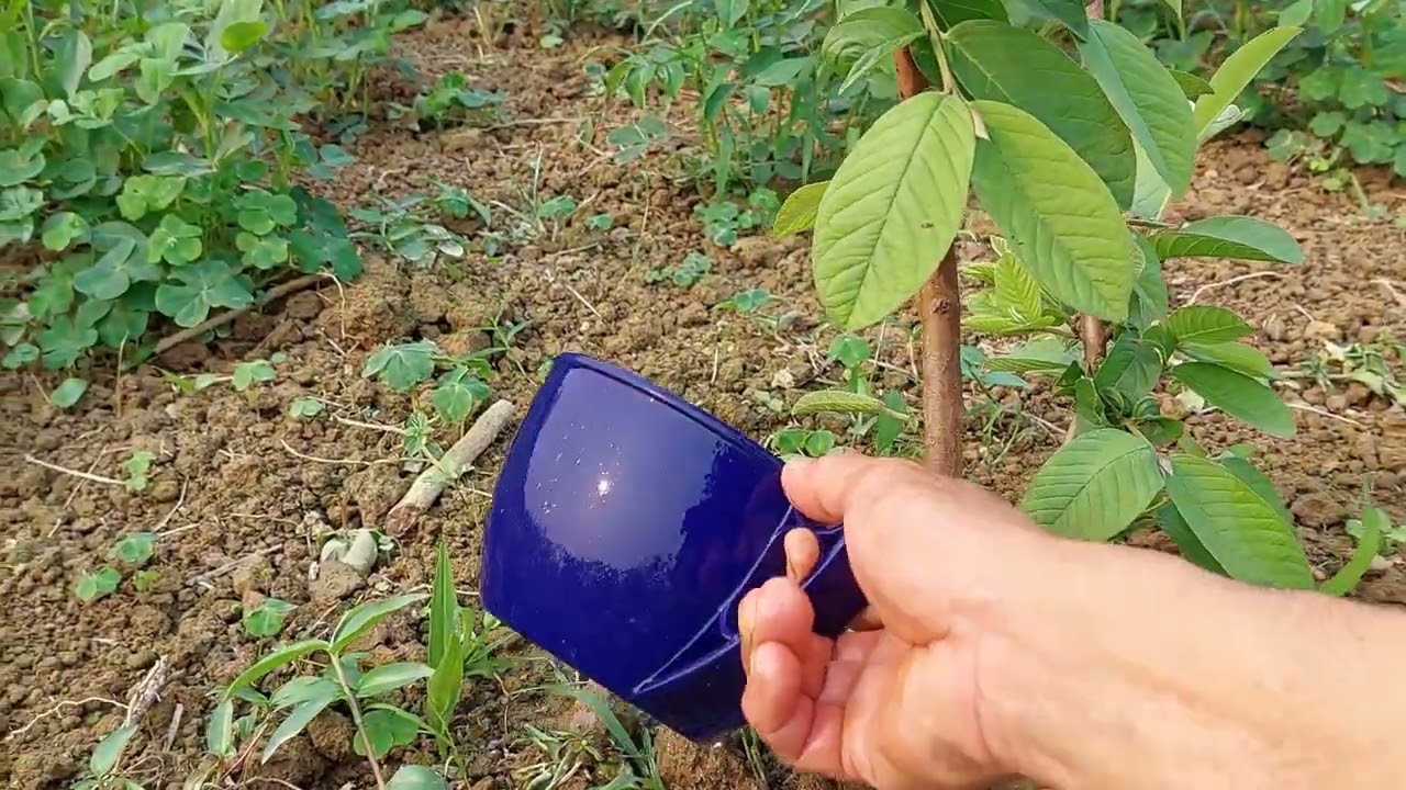 Tưới phân thúc cho cây ổi mới trồng ./ kinh nghiệm nhà nông.