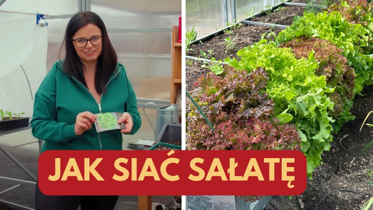 Jak siać sałatę | Kalendarz Ogrodnika | Kasia in