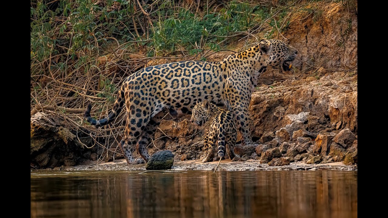 Momento Incrível: Mamãe Onça Pintada e Seu Filhote de 4 Meses no Pantanal
