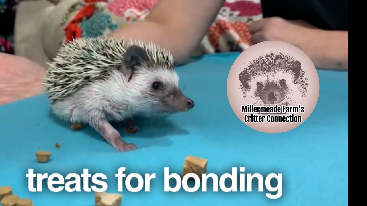 Bonding with treats and self anointing