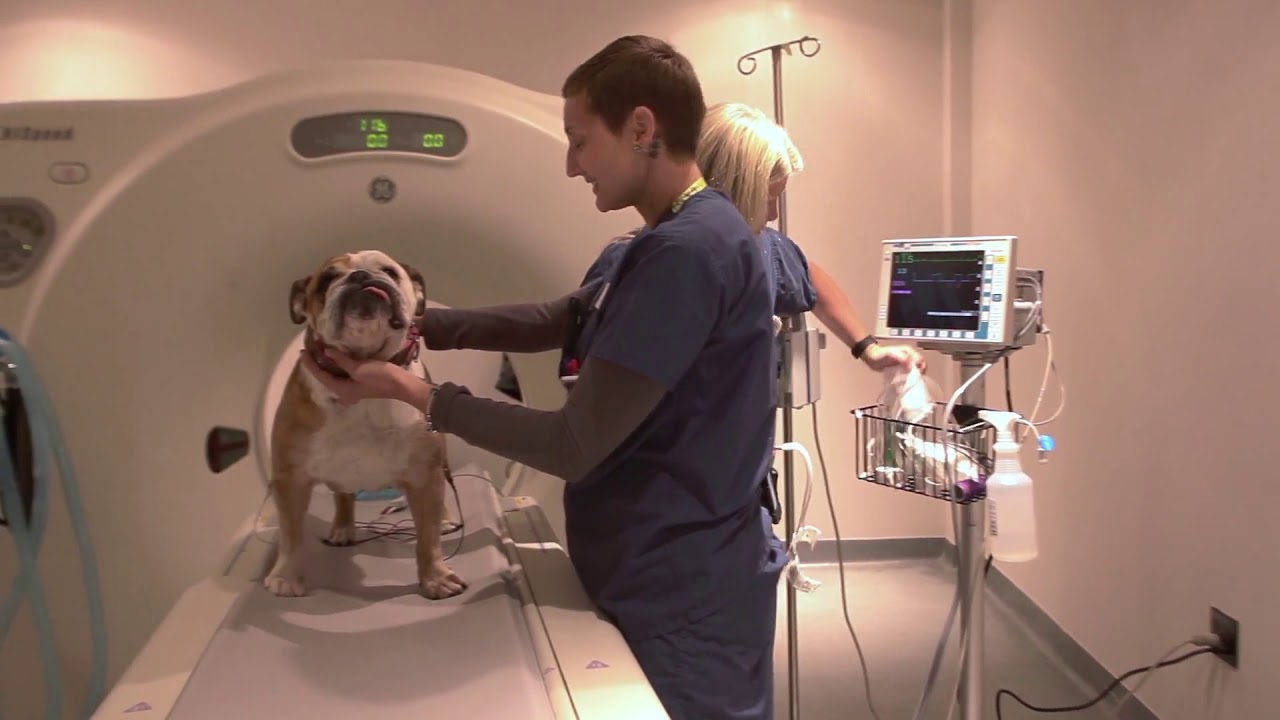 Virtual Tour - Metropolitan Veterinary Associates
