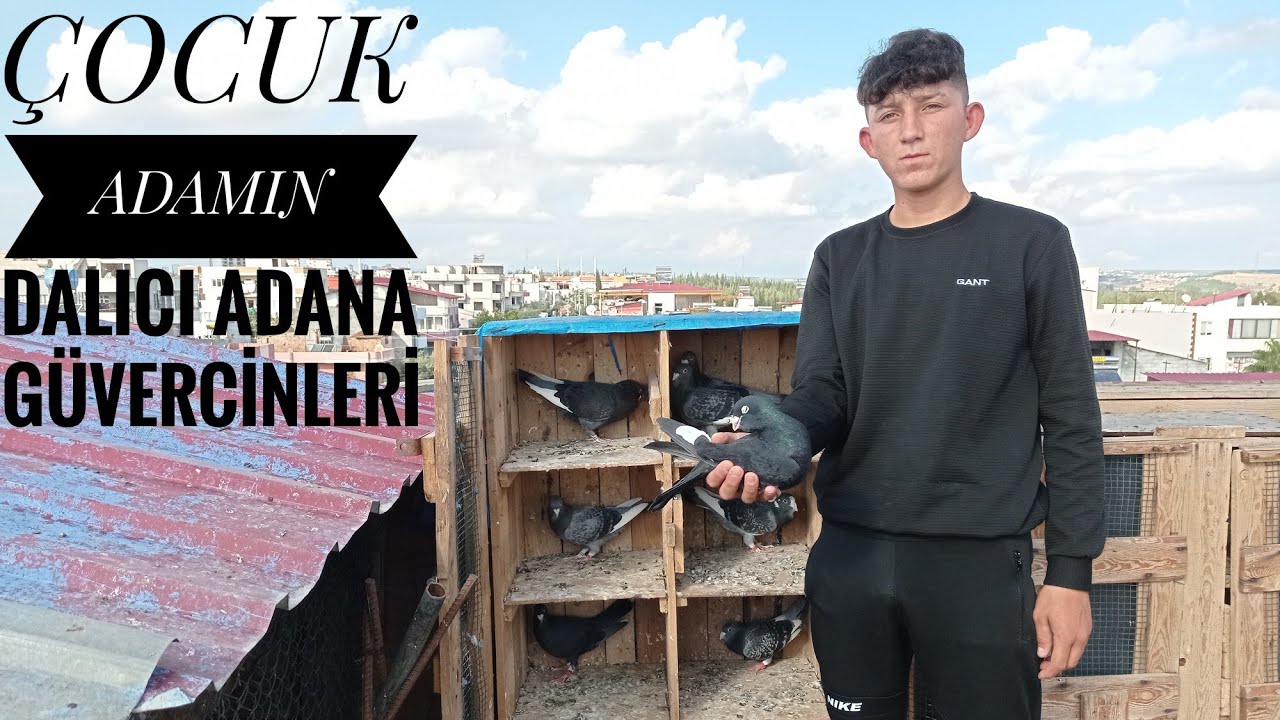 BERAT YILDIZ ın DALICI ADANA GÜVERCİNLERİ / BATARLI ADANA GÜVERCİNLERİ