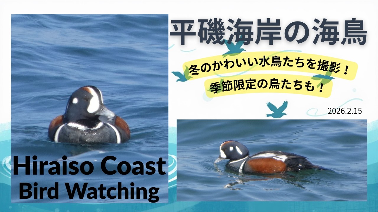 平磯海岸の水鳥たち～冬限定の鳥たちを撮影してきました！