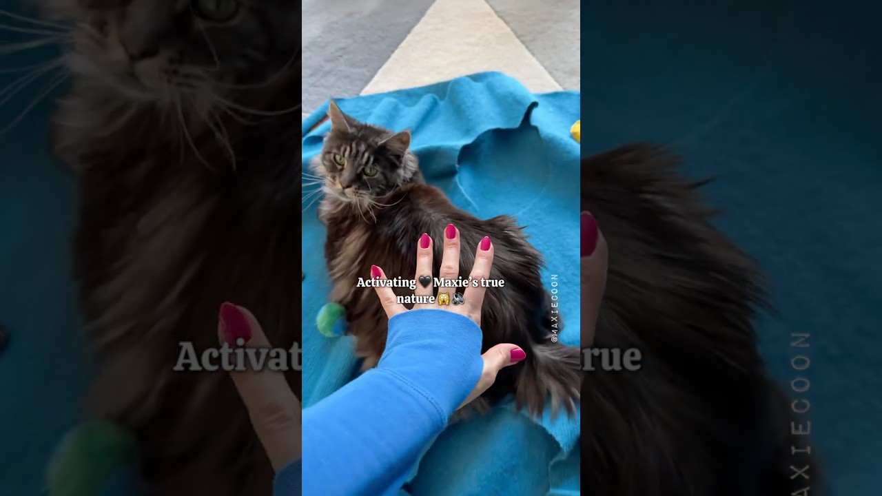 🔊If You Dare To Ignore Her Stop Meow 🙀 💁🏻&zwj;♀️ #catsounds #mainecoon