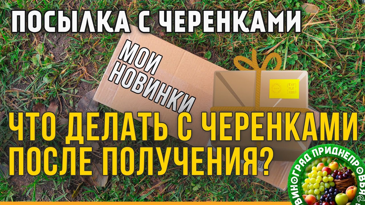 Что делать с черенками винограда, после получения посылки? Посылка с черенками винограда