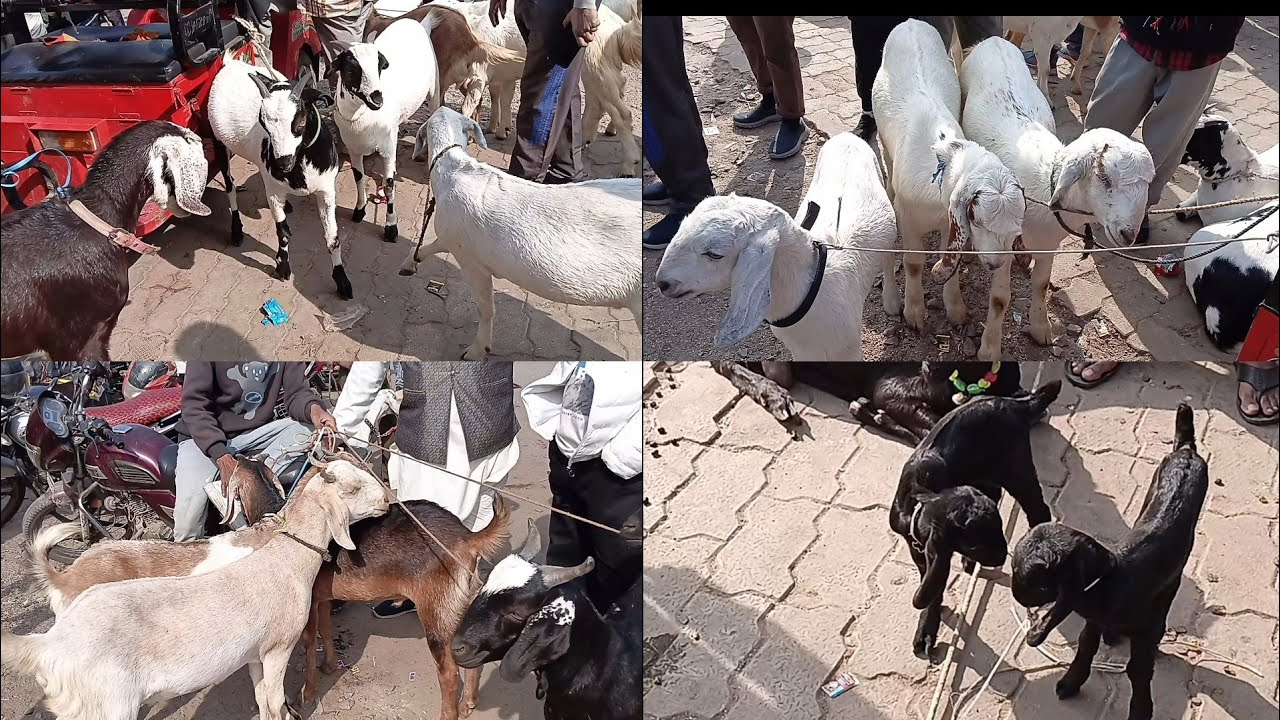 Kanpur bakra bajar bakarganj 👈 #kanpur #goat #shortvideos #viral #youtube 