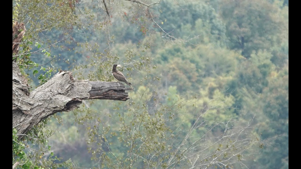 The Cape Fear River Brown Booby and other fall birding highlights Sept-Oct 2025 (Ep 25)