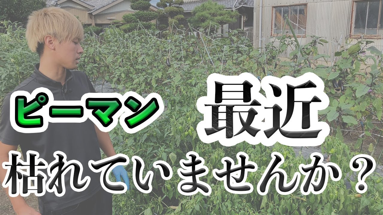 【ピーマン】最近ピーマンやナス枯れてきてませんか？その原因！
