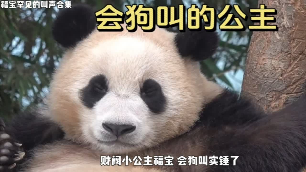 收集了福宝罕见的一些叫声 狗叫居然占大多数！
