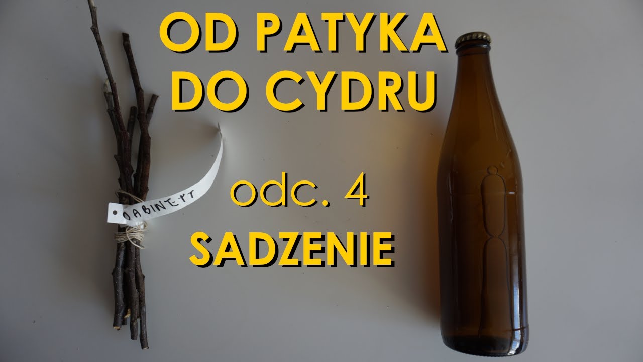 Sadzenie zaszczepionych jabłoni do mikro szkółki - Od patyka do cydru odc. 4