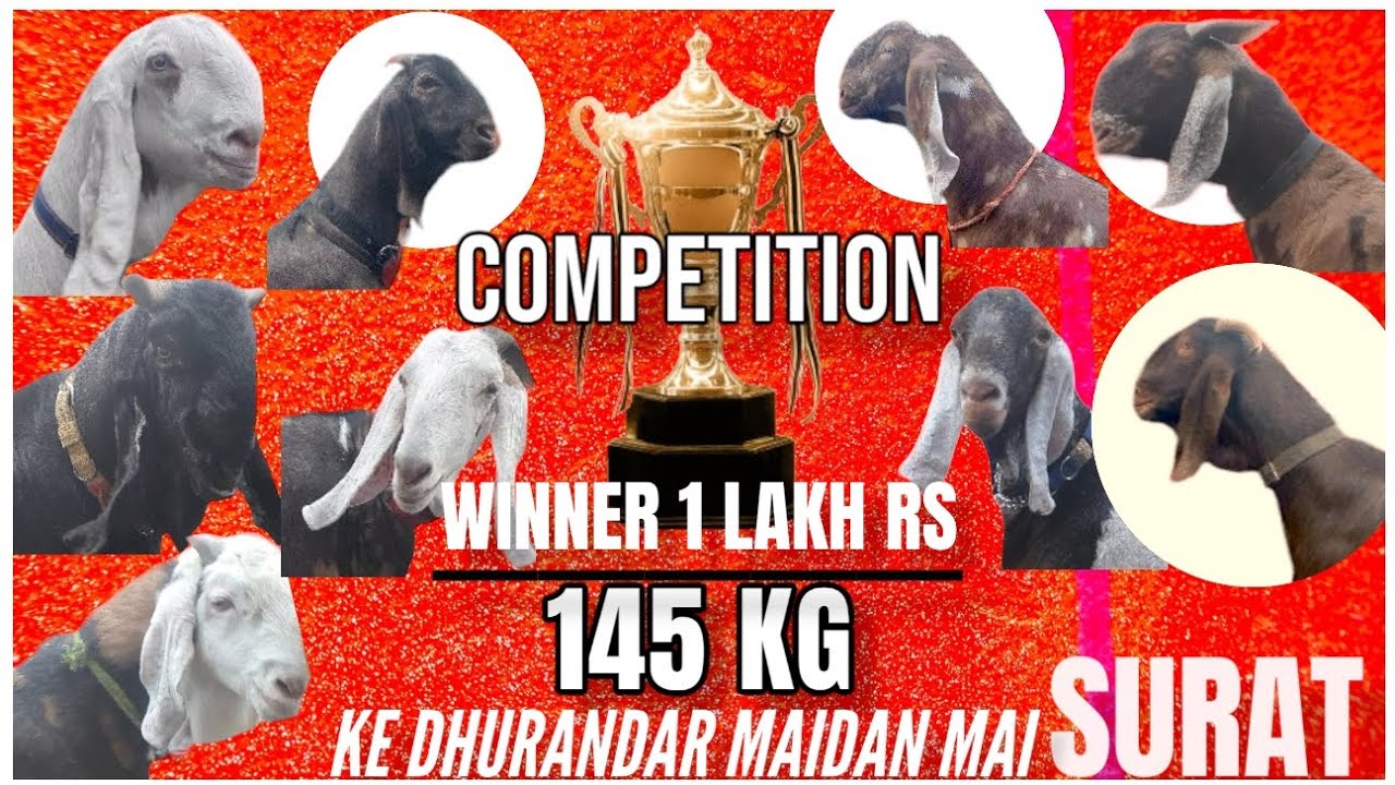 SURAT TOP 10 145 KG KE BAKRE MAIDAN MAI | WEIGHT GAIN COMPETITION BY MORNING GROUP SURAT ..