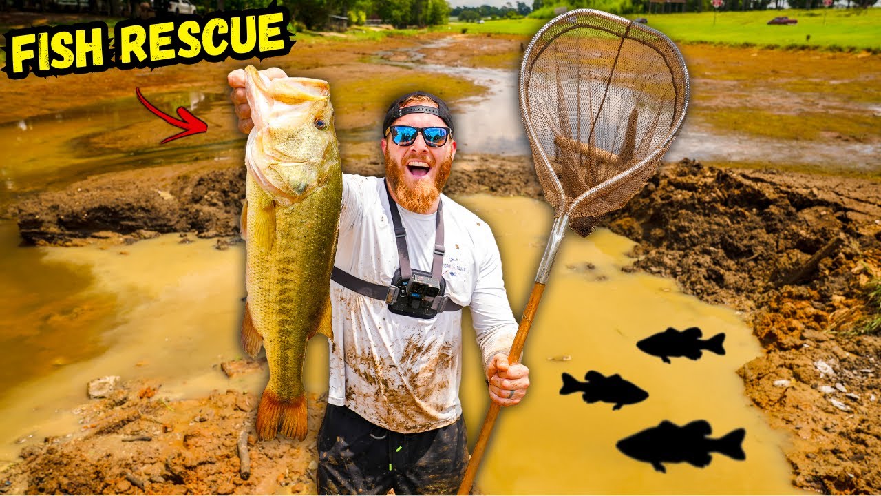 Rescuing BIG BASS from Dried Up Pond (Fish Rescue)