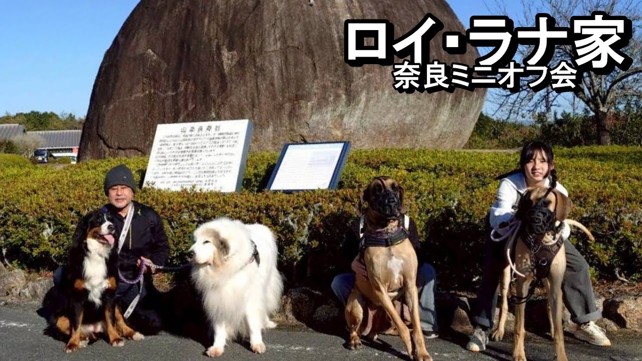 【ラム＆ピコ】グレートデンのロイラナ家とミニオフ会しました【関西ツアー完結】