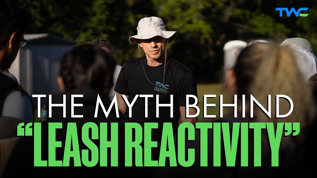 Stop Hiding Behind &lsquo;Leash Reactivity&rsquo; &mdash; It&rsquo;s Word Salad