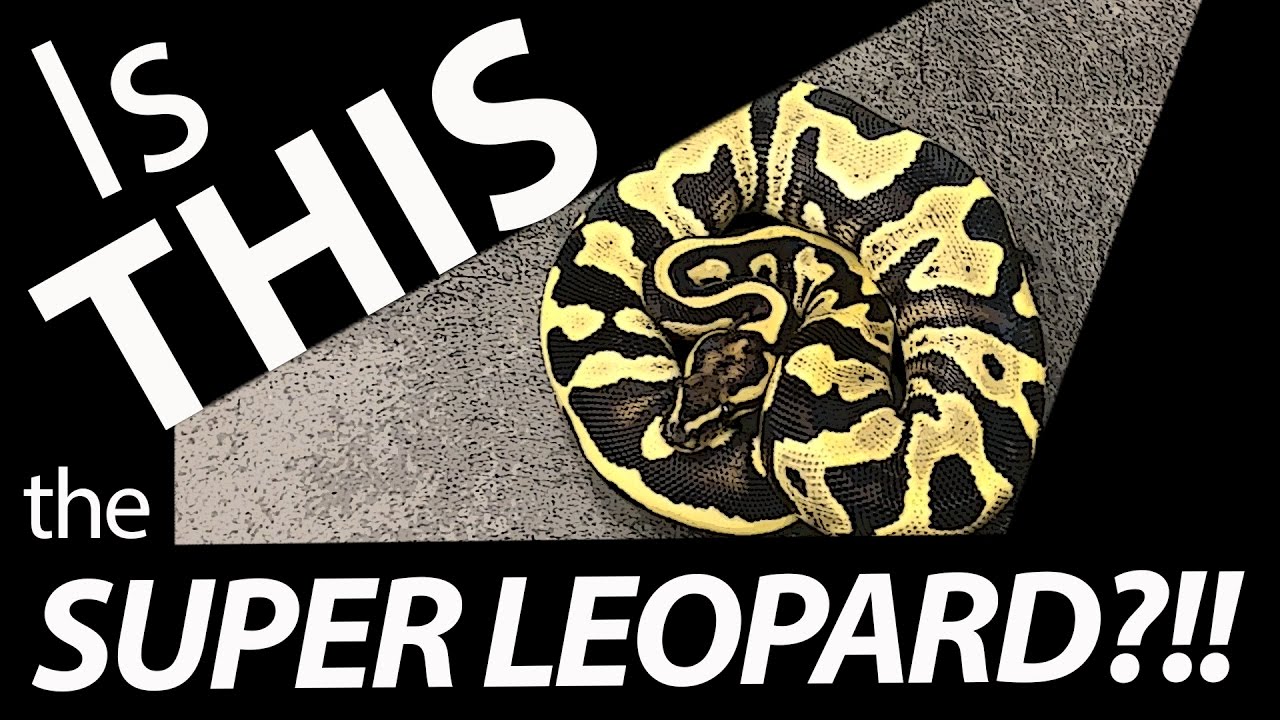 Is THIS the SUPER LEOPARD Ball Python?!
