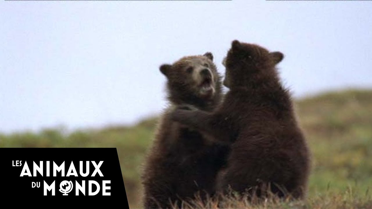 Les animaux du froid - les animaux de la taïga