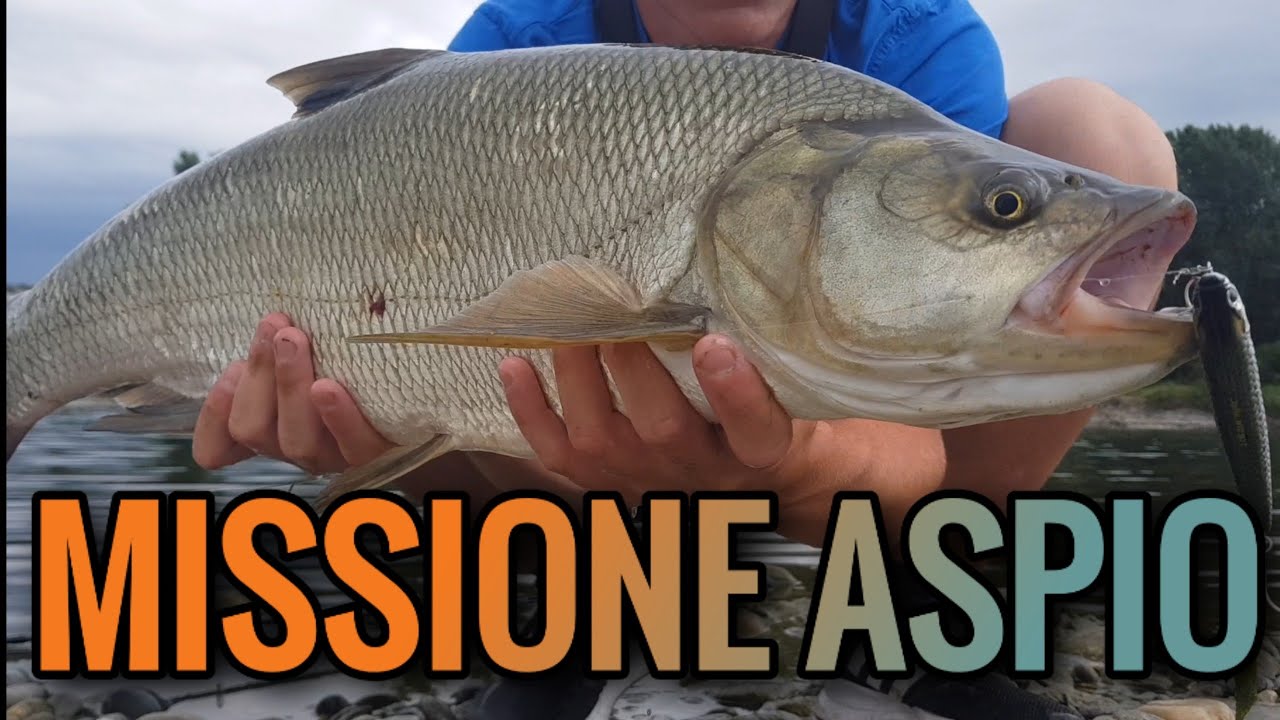 MISSIONE ASPIO OVERSIZE ( ESPLOSIONI A GALLA! )
