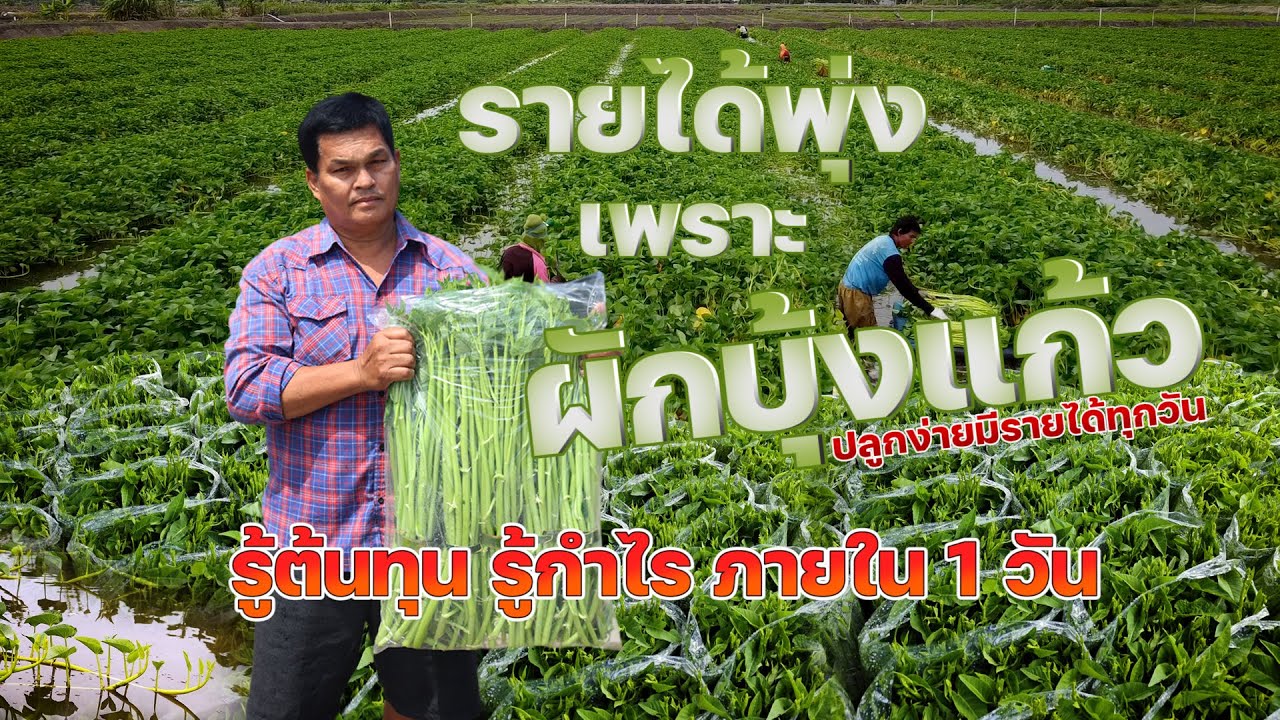 รายได้พุ่งเพราะผักบุ้งแก้ว รู้ต้นทุนรู้กำไรภายใน 1 วัน #เกษตรอารมณ์ดี