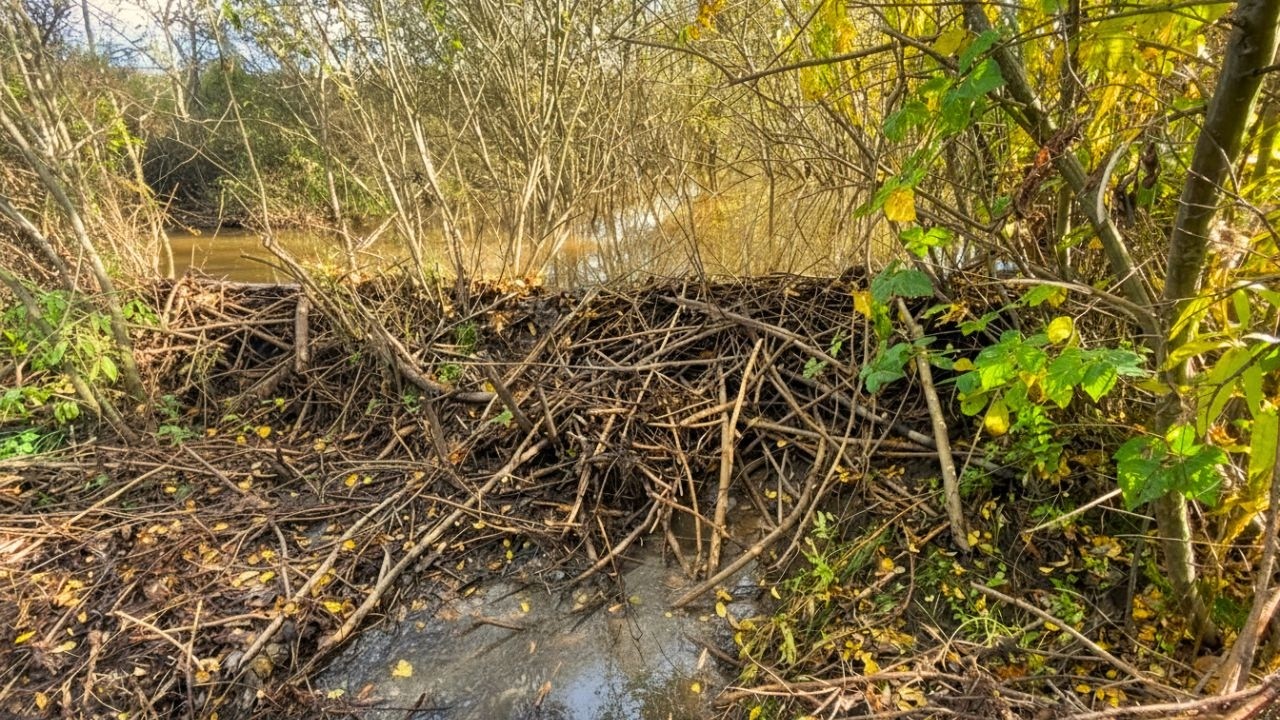 Removing a Beaver Dam from a Drainage Canal
