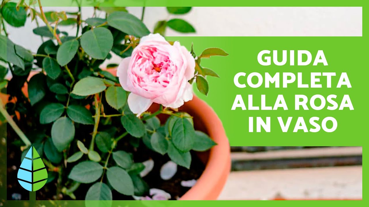 CURA delle ROSE in VASO 🌹 Potatura, concimazione, substrato, irrigazione e altro ancora!
