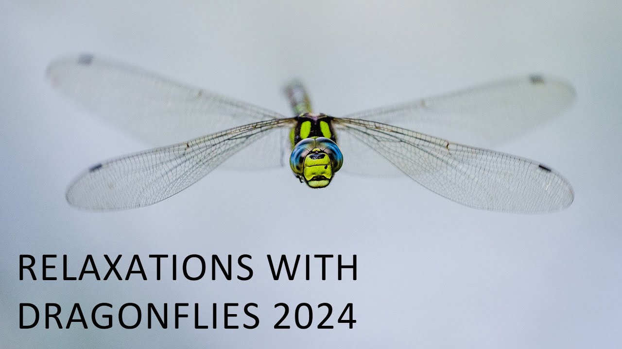 Relaxation with dragonflies 2024 (best of photos 2024 by Radek Caga - Czechdragonflies)