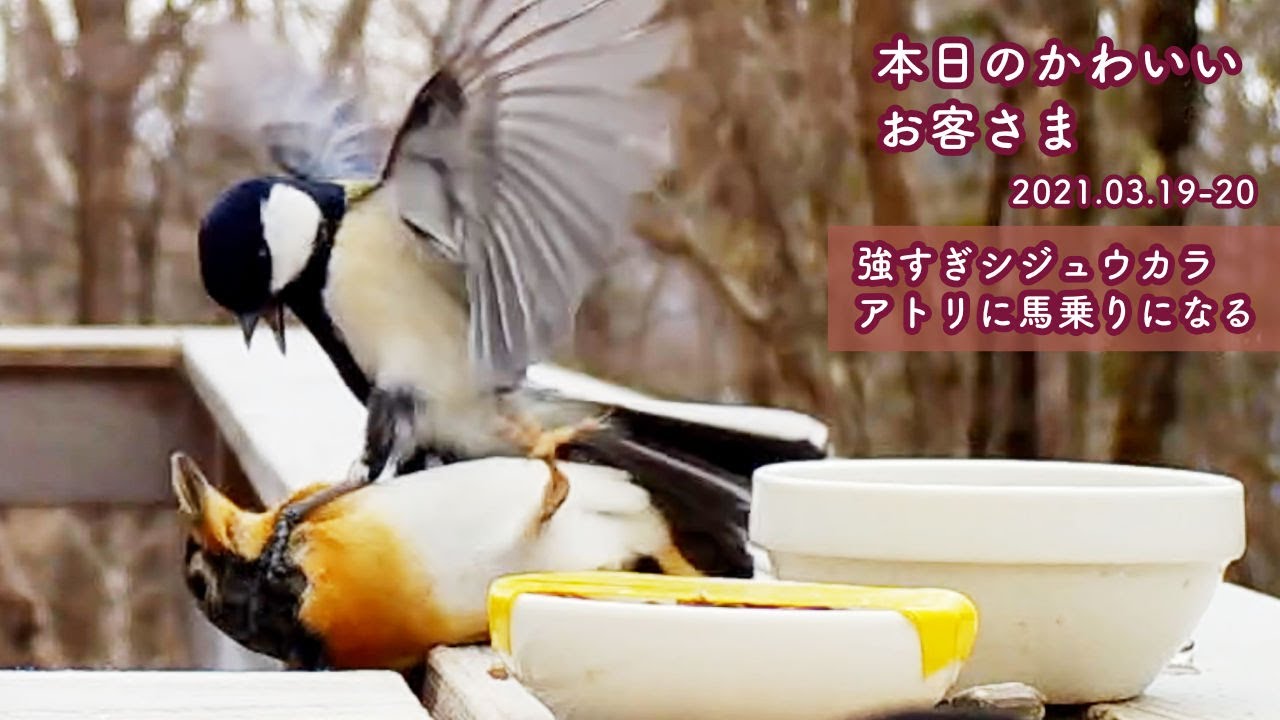 『強すぎシジュウカラ！アトリに馬乗りになる』2021/03/19-20：本日のかわいいお客さま@八ヶ岳  第175回
