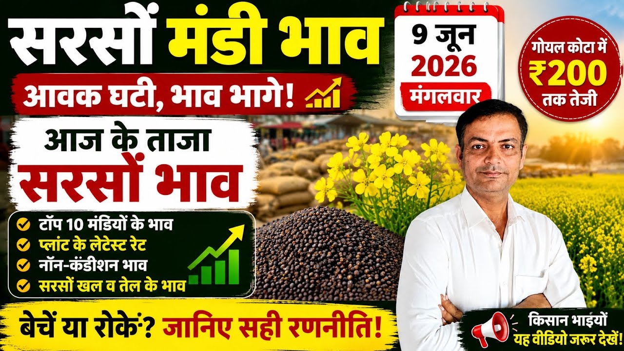 Mustard Arrivals Decline, Prices Surge! 🚀 Bharatpur, Jaipur, Goyal Kota Latest Rates | June 9, 2025