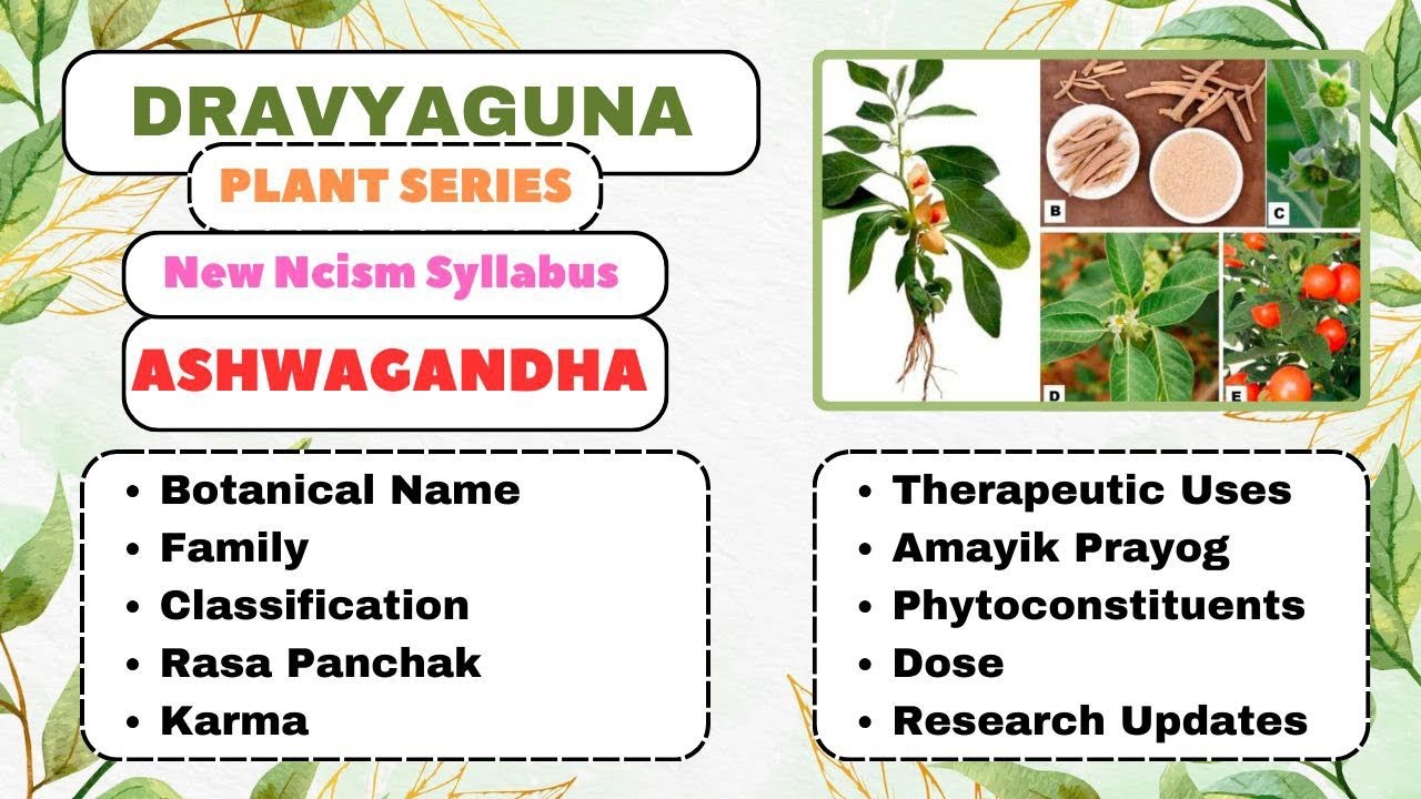 ASHWAGANDHA| Dravyaguna Plants Series| #bams2ndyear#insomnia#naturalstressrelief#immunity #anxiety