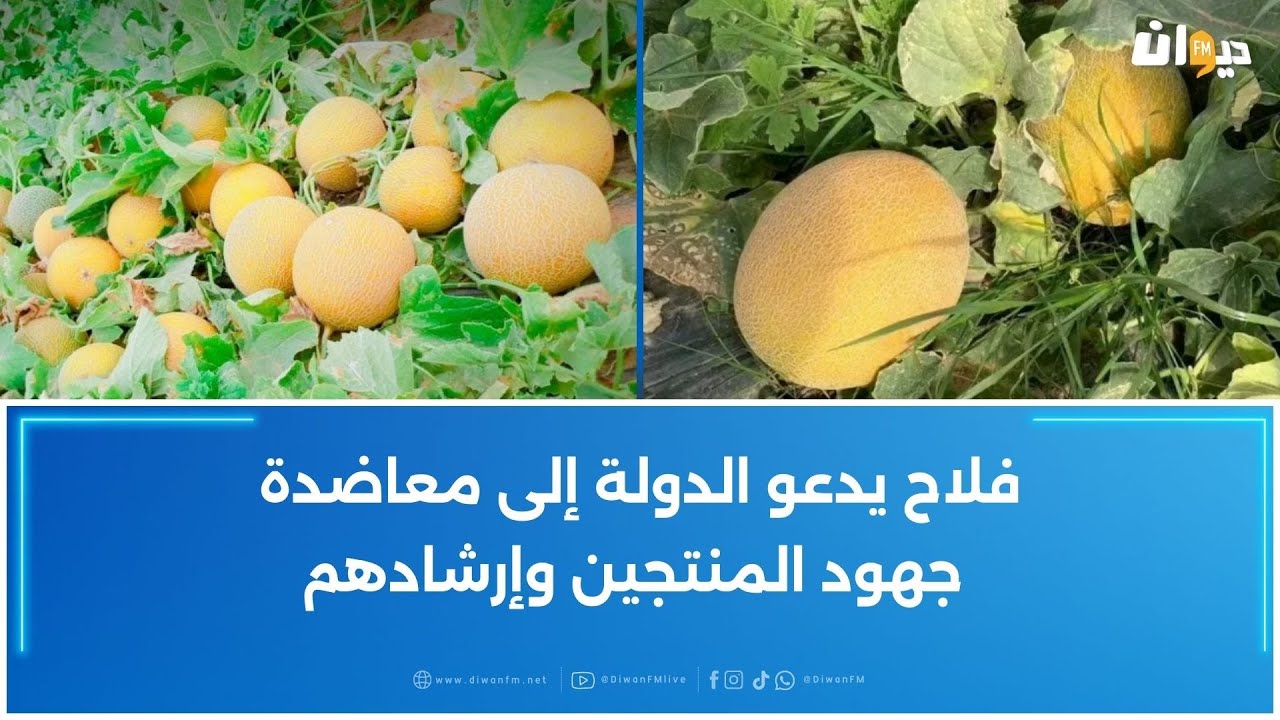 انتاج البطيخ في فترة الليالي : تجربة رائدة في ذهيبة بتطاوين