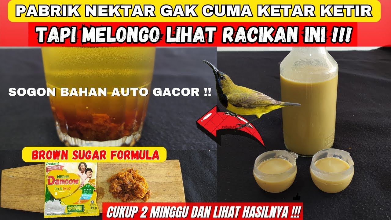 CAPEK SOGON BAHAN TIDAK KUNJUNG BUNYI❓COBA RACIKAN NEKTAR INI DAN LIHAT HASILNYA❗