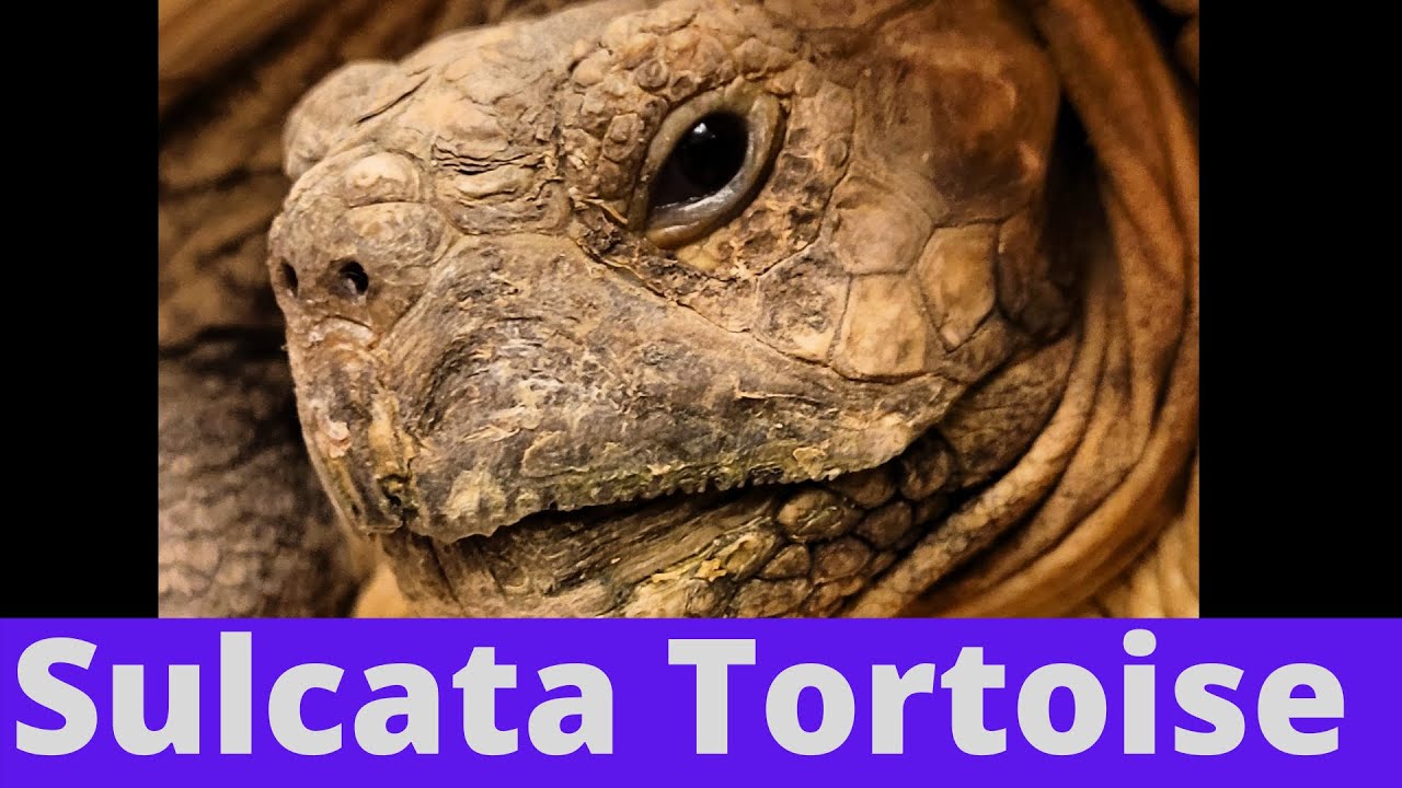 Keeping a Sulcata Tortoise in the UK