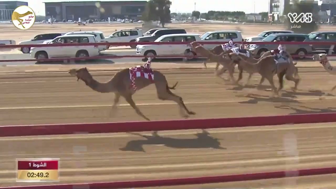 الشوط 1 كأس (مذيار) لـ نشمي حمد متعب العامري 5:48:00 , مهرجان محمد بن زايد 2023/1/2 حقايق التلة