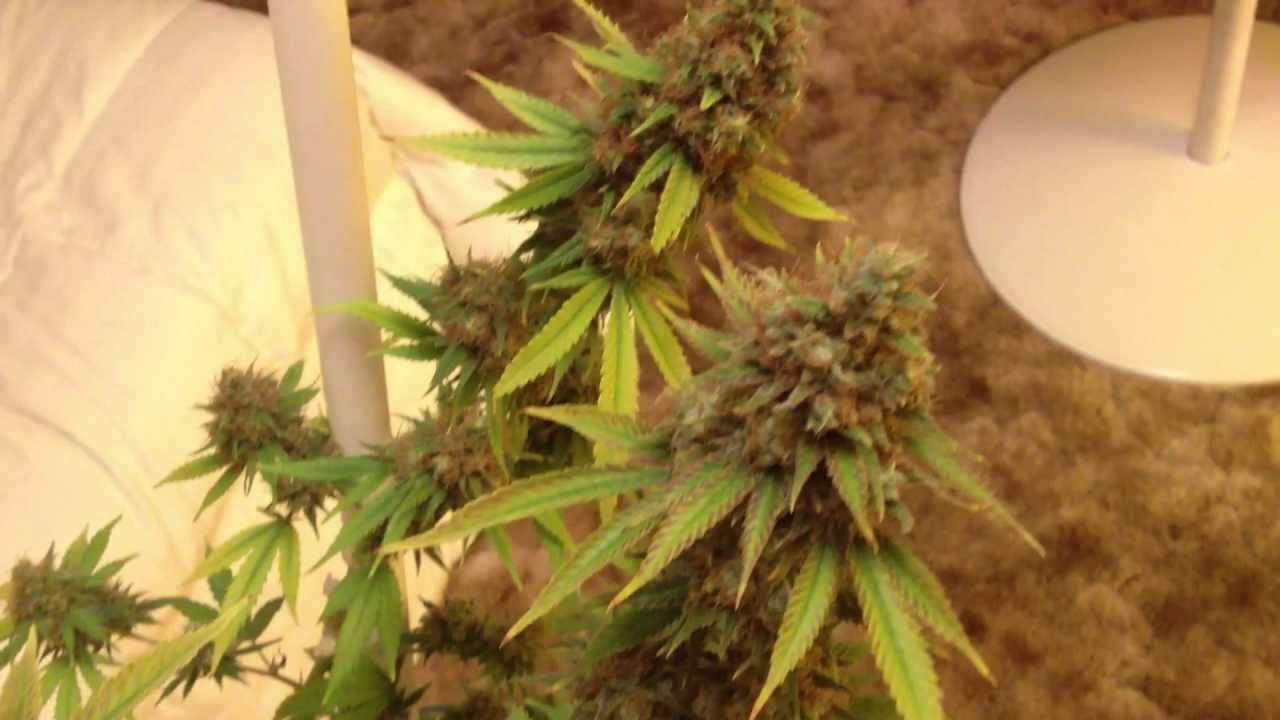 Tangerine Haze Harvest Day