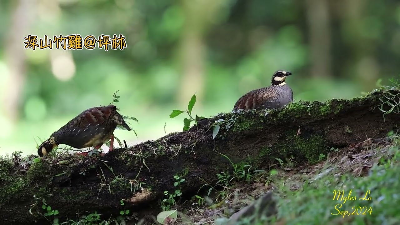 深山竹雞
