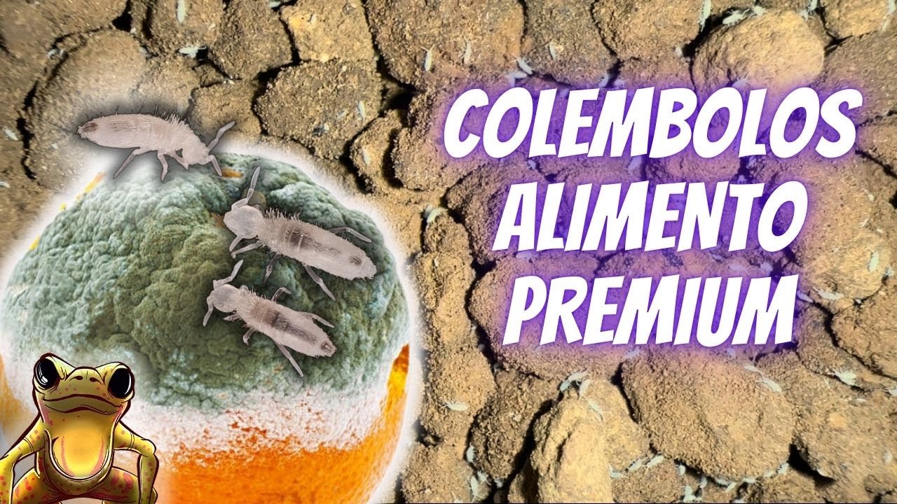 ALIMENTO PARA COLEMBOLOS : springtails food.