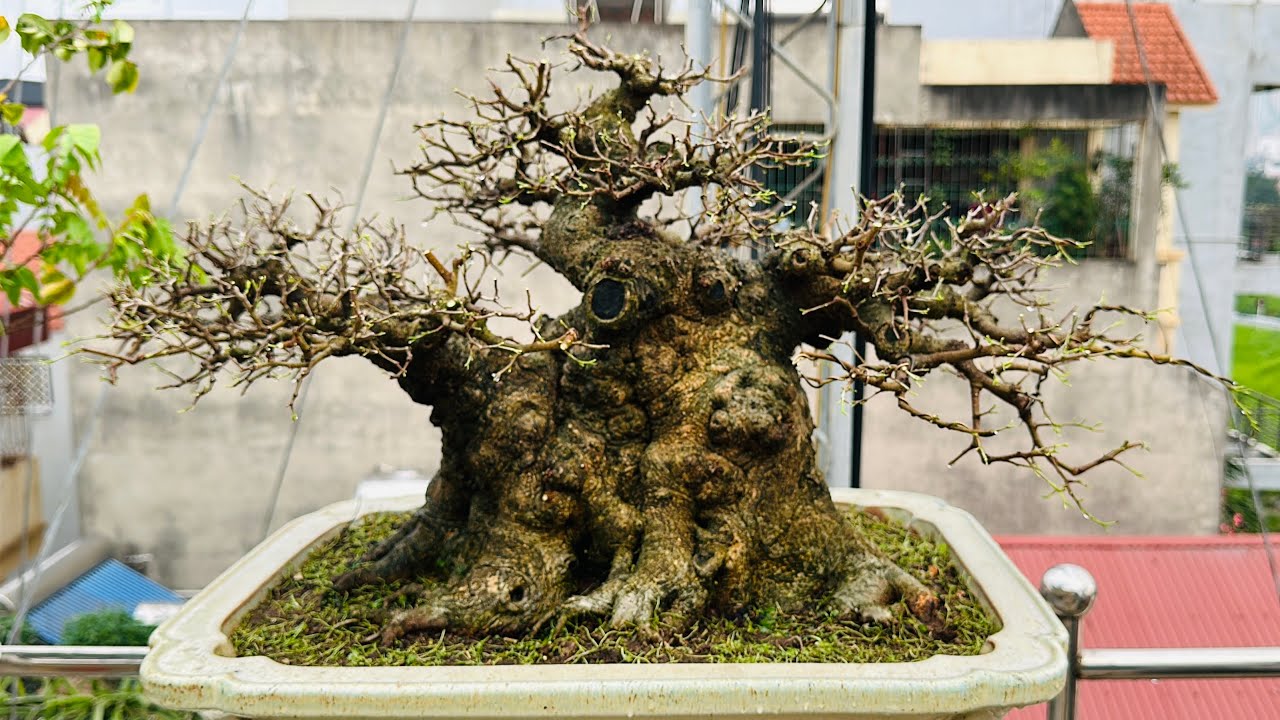 SI&Ecirc;U PHẨM ĐẾ VƯƠNG - ĐẲNG CẤP SANH BONSAI VIỆT, 1,5 TỶ LỘT X&Aacute;C NGAY SAU KHI CẮT