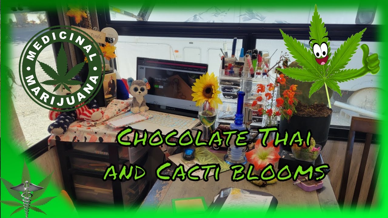 Chocolate Thai Weed Review with Free My Cure & Nicola Dickens #FreeMyCure
