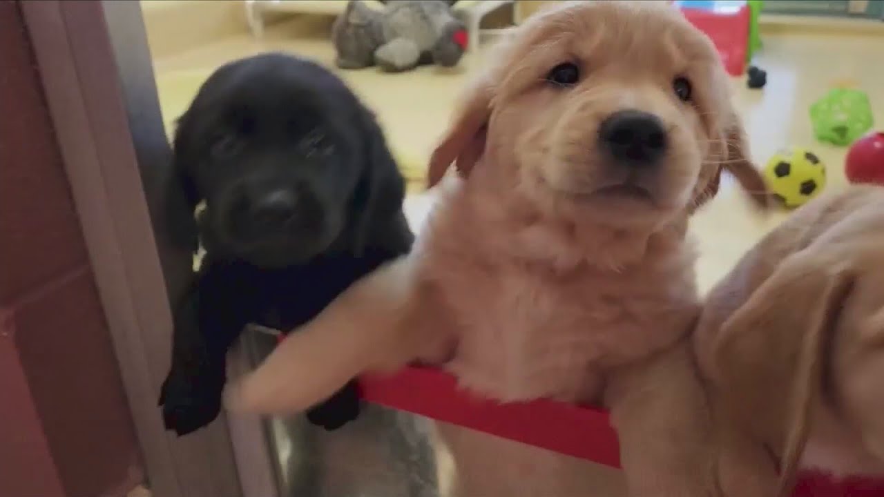 One week of fostering boosts shelter dogs' well-being