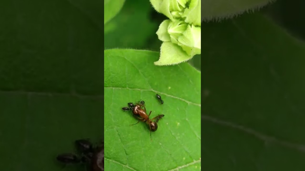 Technomyrmex difficilis have hunted a componotous irritans Major