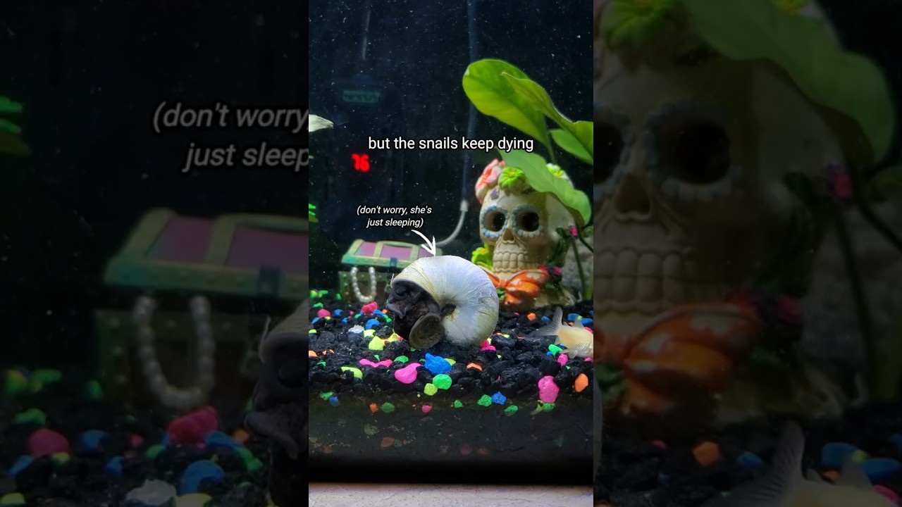 Why do All My Snails Keep Dying? 💀