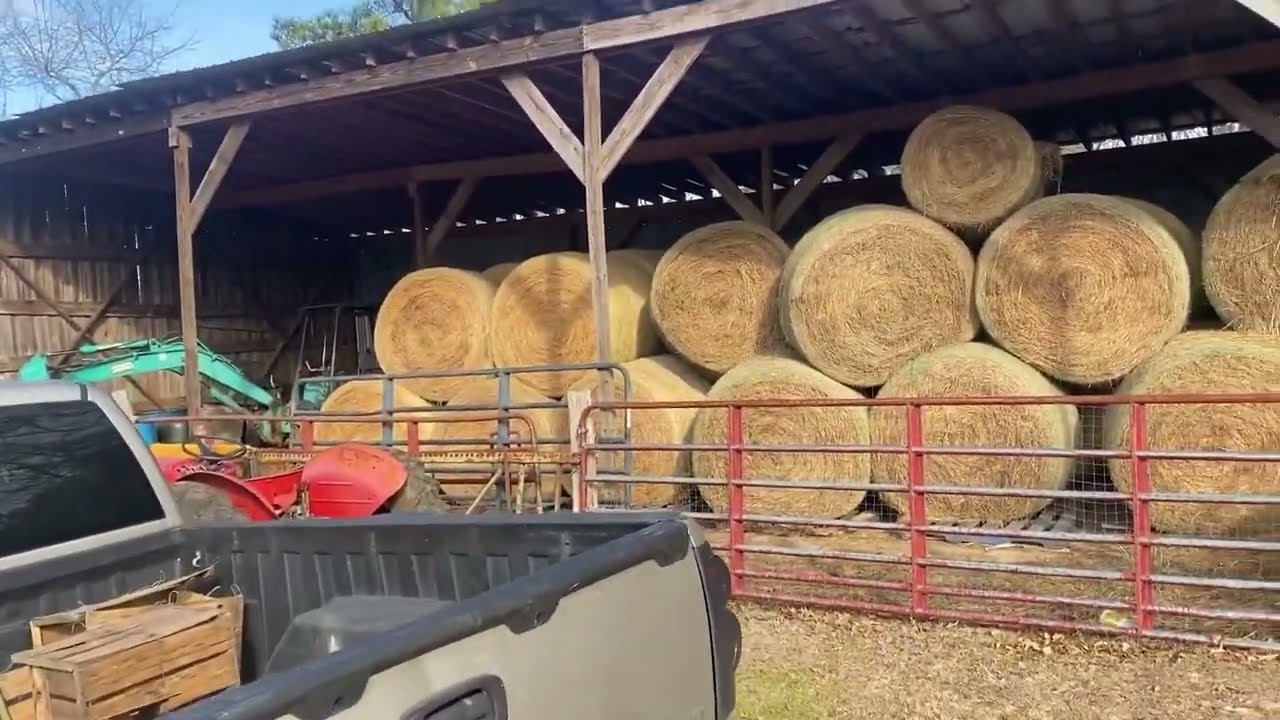 Using a Tractor Rake To Spread Manure Organically On The Farm - How The Cows Fertilize The Grass