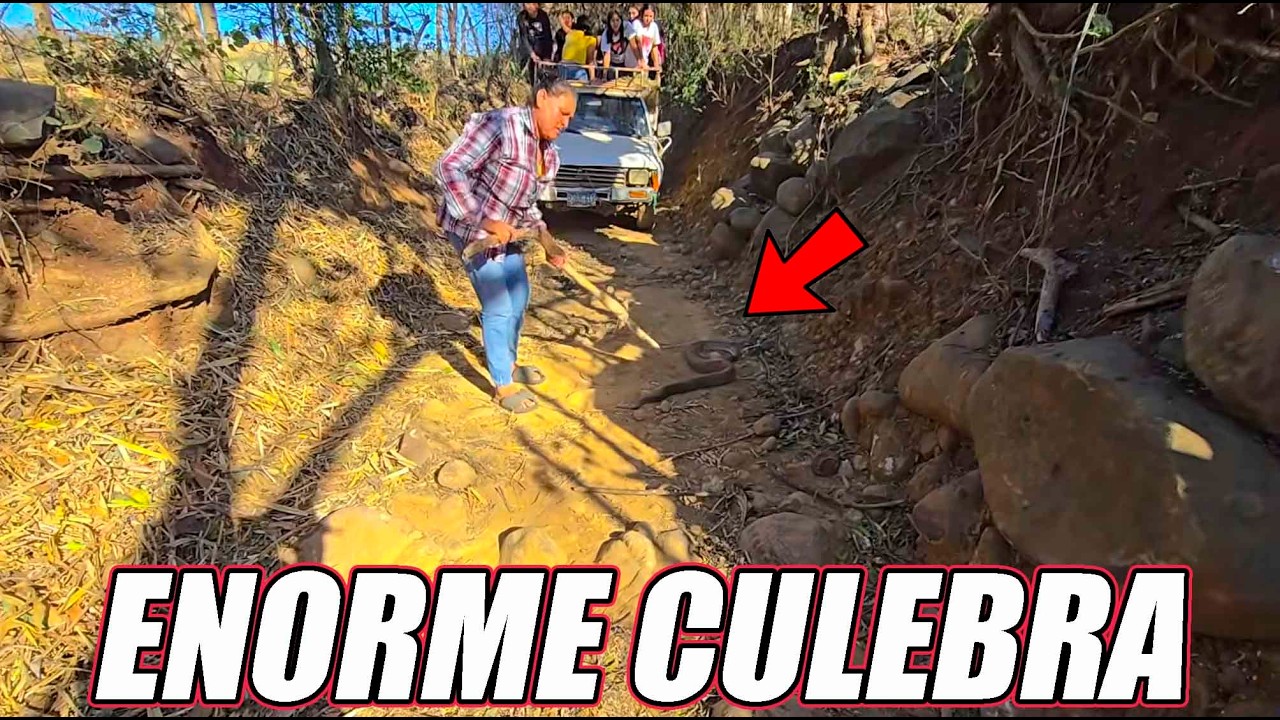 Encontramos una enorme serpiente en el camino.