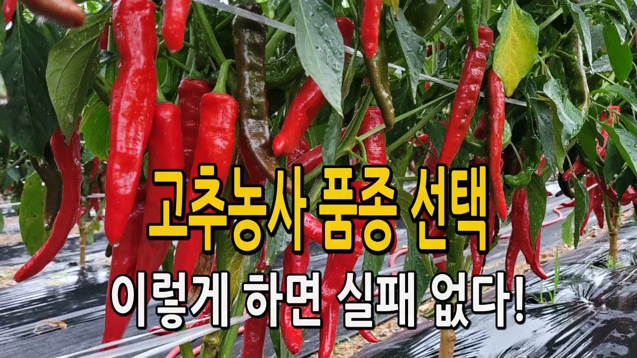 고추 품종 선택 기준 3가지 / 실패 없는 고추 농사를 위한 고추 품종 씨앗 종자 선택시 체크리스트 알려드립니다.