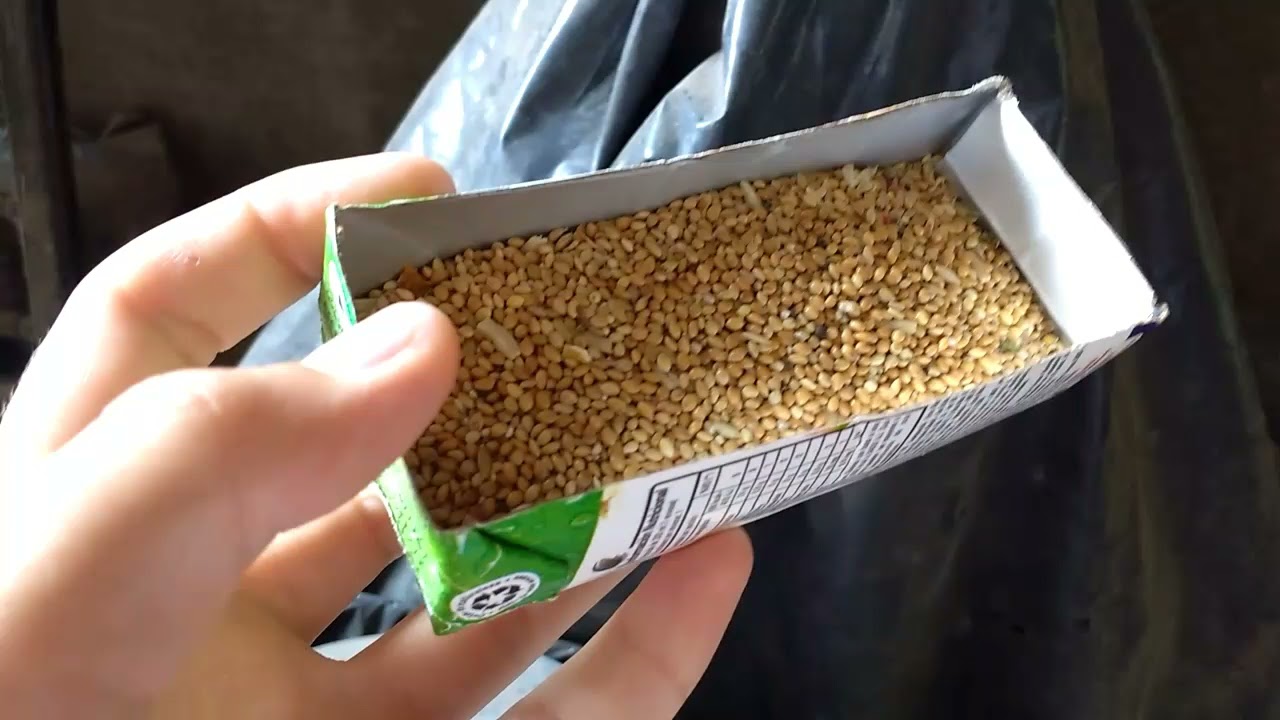 limpiando las jaulas y dandole de comer a mis pájaros. Un 👋