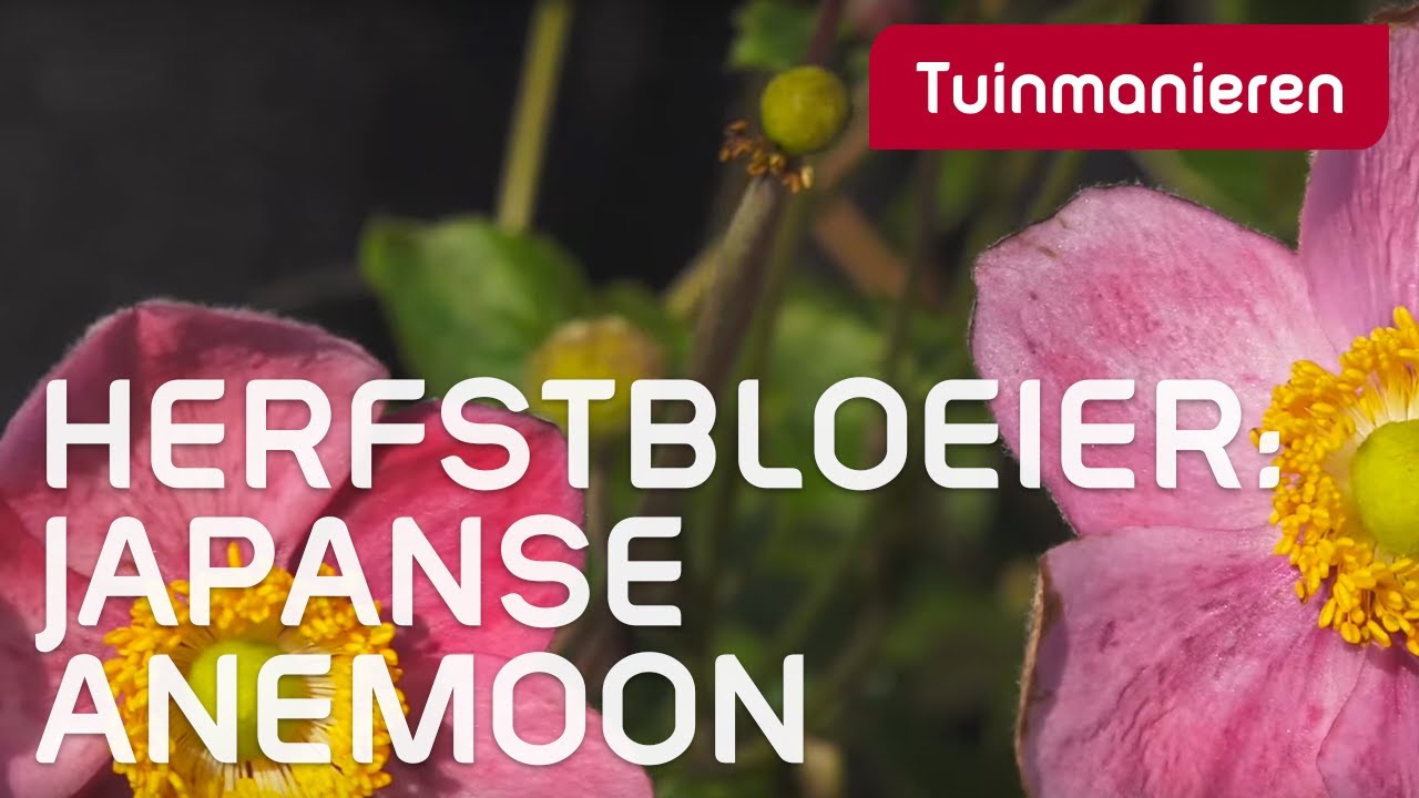 Eigenwijze kleur in de herfst? Hoppa! De Japanse Anemoon.